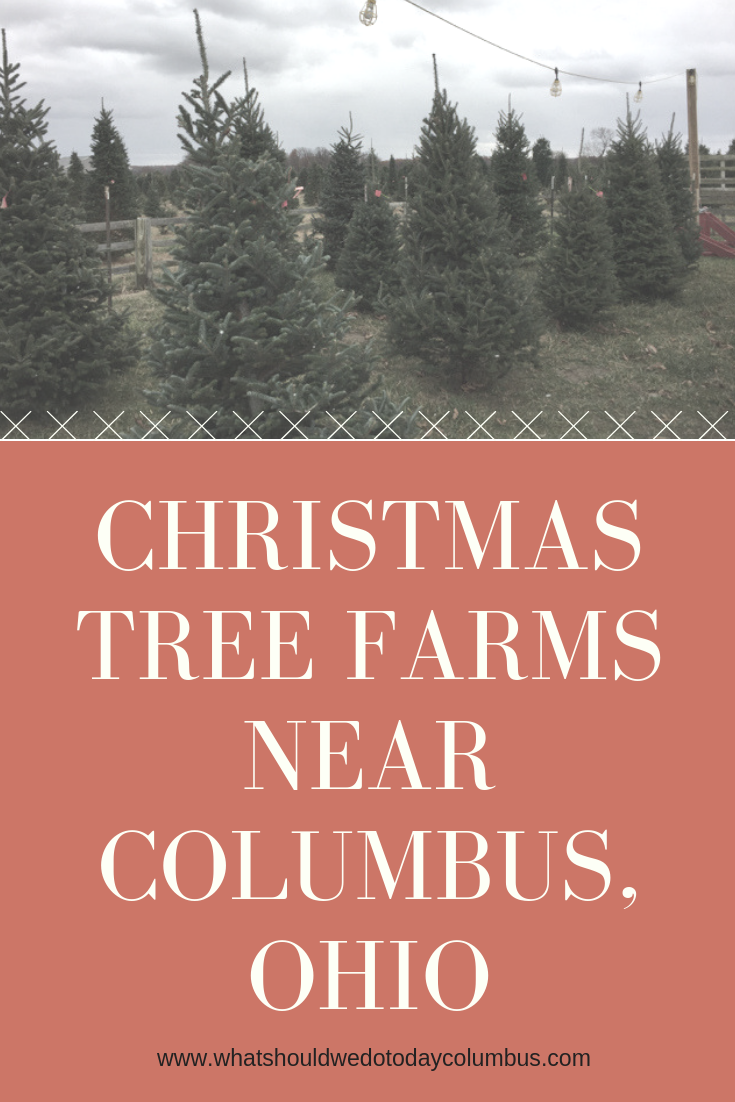 Christmas Tree Farms in Columbus and Beyond