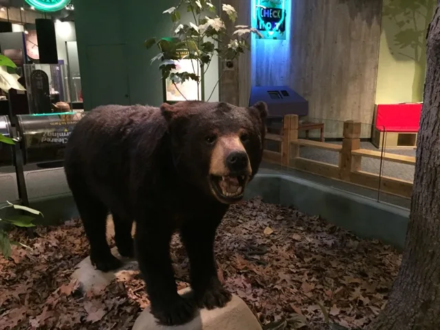 Stuffed and mounted bear in the Nature of Ohio area