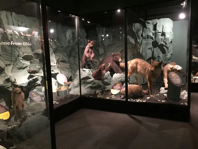 several stuffed and mounted animals on display behind glass