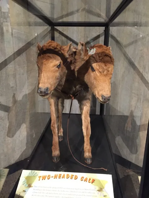 a two-headed calf on display at Ohio History Center