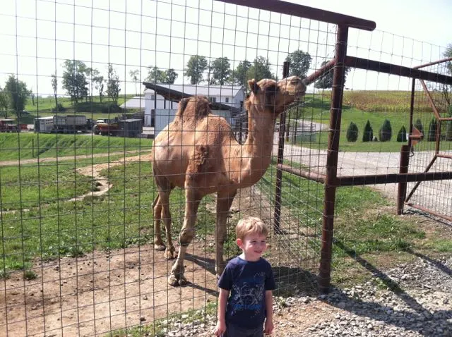 boy standing in front of a camel