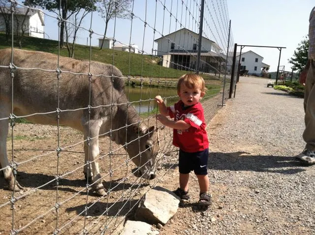 boy petting a donkey at the Farm at Walnut Creek