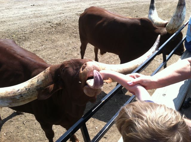 boy feeding the longhorn cattle