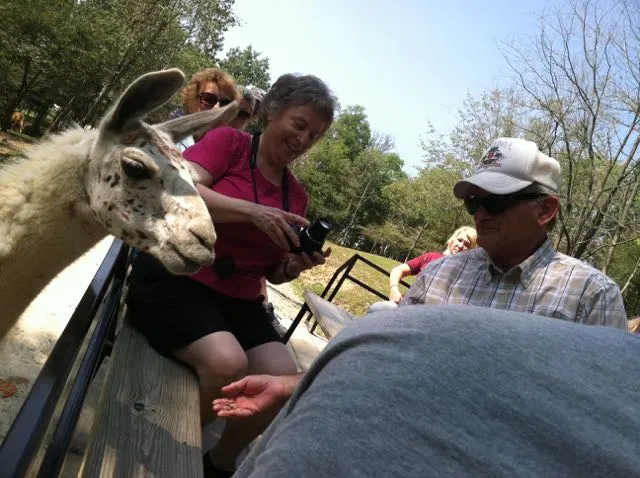 wagon riders up close with a llama