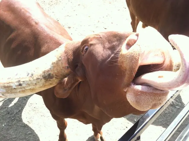 longhorn cattle with a long tongue