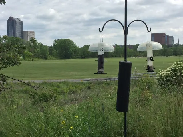 bird feeders in the park