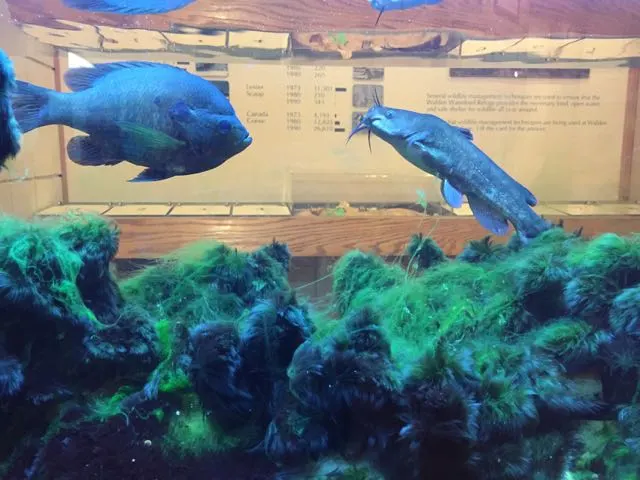 fish inside a fish tank