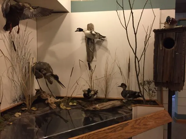 mounted animals inside the Nature Center