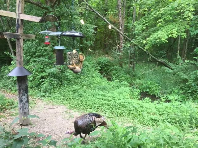 turkey in the woods outside the Nature Center