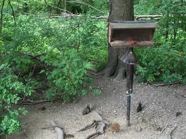 birds and squirrels feeding at bird feeder