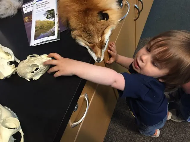 boy check out animal pelts at Scioto Audubon