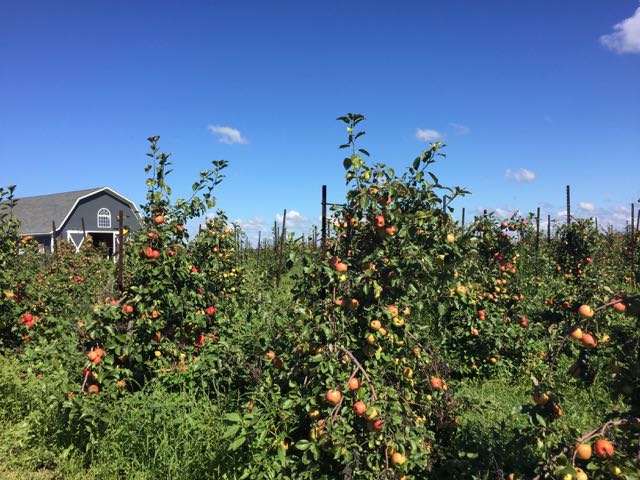 Apfelpflücken und Herbstspaß bei Orchard and Company in Plain City, Ohio