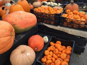 3 Can't-Miss Pumpkin Patches Near Columbus