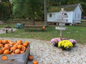 3 Can't-Miss Pumpkin Patches Near Columbus