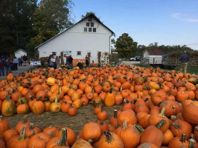 pumpkins at Freeman's Farm near Columbus, Ohio.