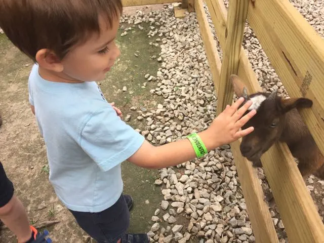 petting zoo at Olentangy Indian Caverns