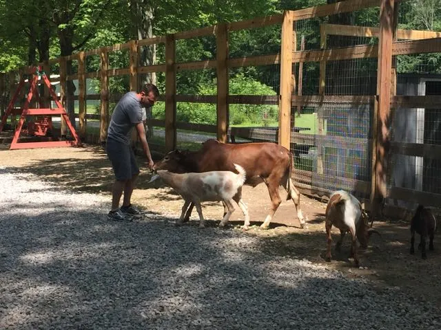  a man feeding a goat and a cow at Olentangy Indian Caverns in Delaware Ohio