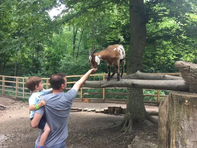 a father and son feeding a goat at the petting zoo at Olentangy Indian Caverns