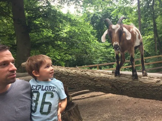 young boy looking at a goat at Olentangy Indian Caverns petting zoo.
