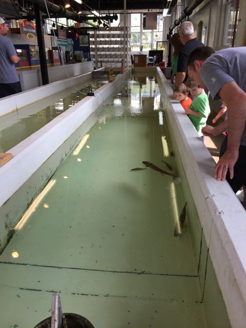 A family looking at fish in a tank at the Aquatic Visitor's Center.