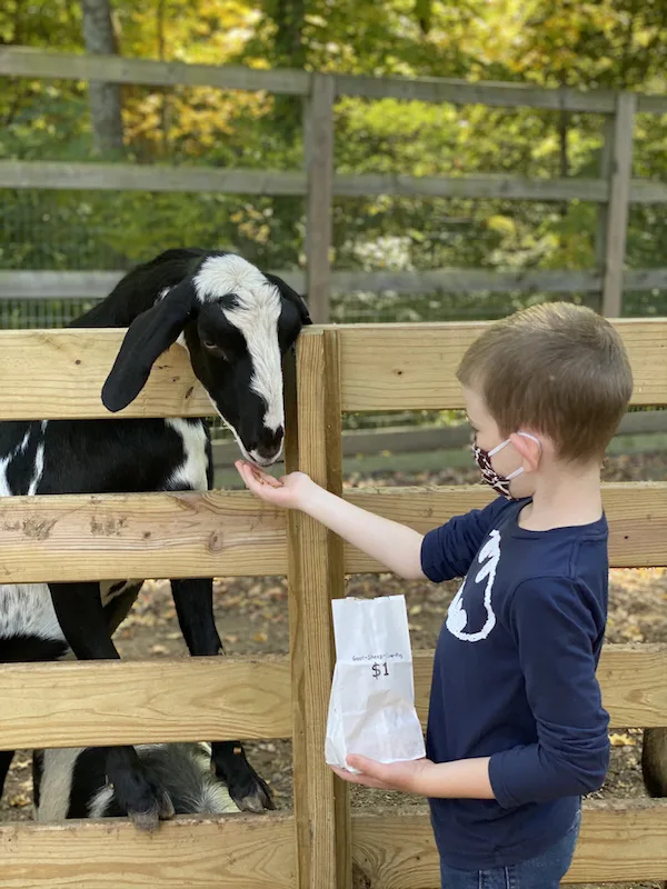 a boy feeding a goat at the petting zoo at Olentangy Indian Caverns