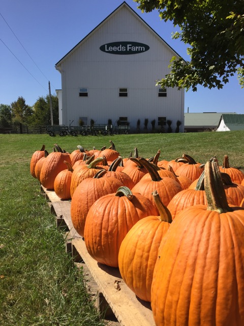 Pumpkins at Leeds Farm near Columbus, Ohio.