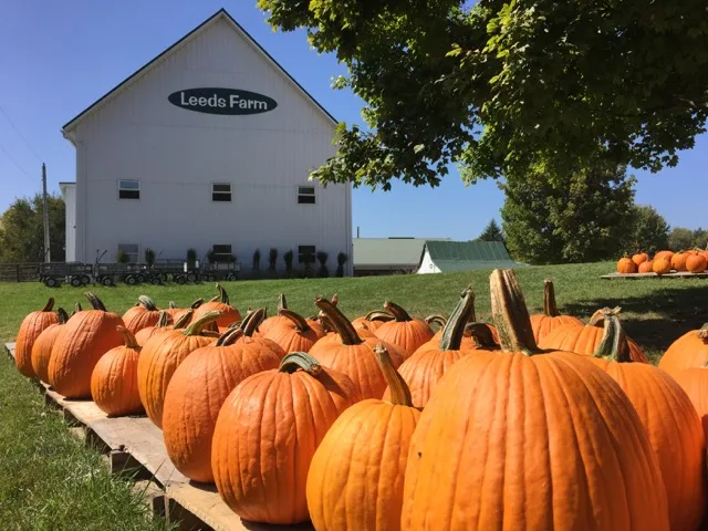 Pumpkins at Leeds Farm in Ostrander, Ohio.