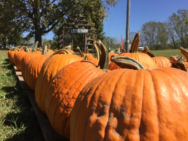 Leeds Farm pumpkins