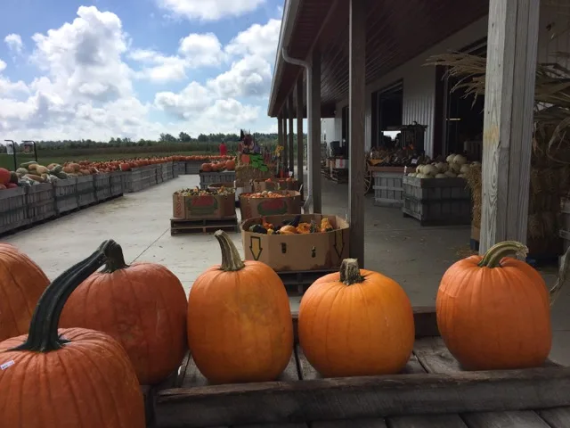 pumpkins at a farm stand near Columbus, Ohio.