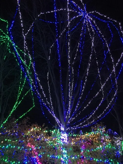 Wildlights at Columbus Zoo and Aquarium, tree