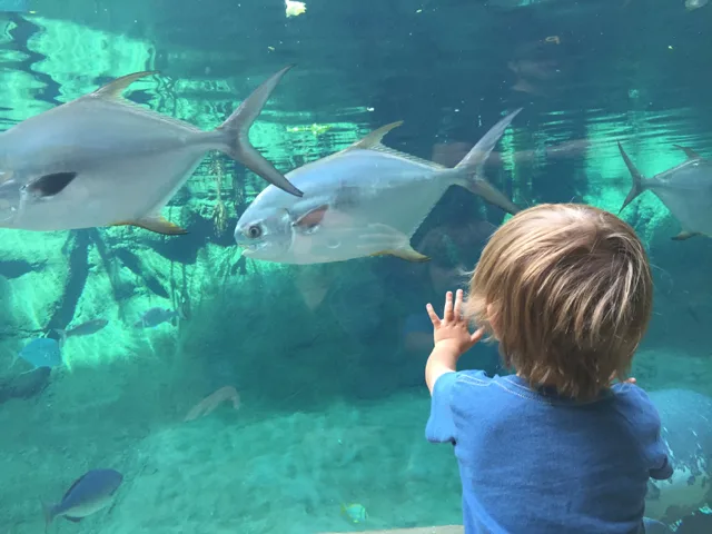 young boy at Columbus Zoo and Aquarium