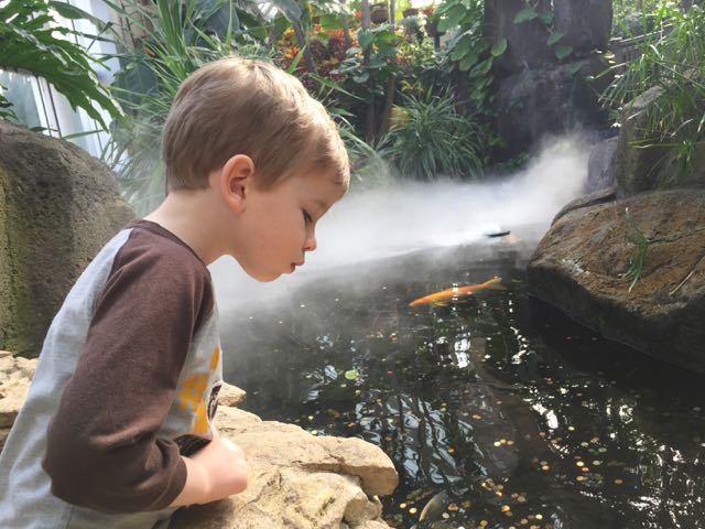 boy looking at fish at Franklin Park Conservatory in Columbus, Ohio