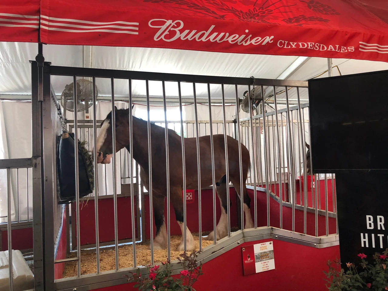 Budweiser Clydesdales at Ohio State Fair