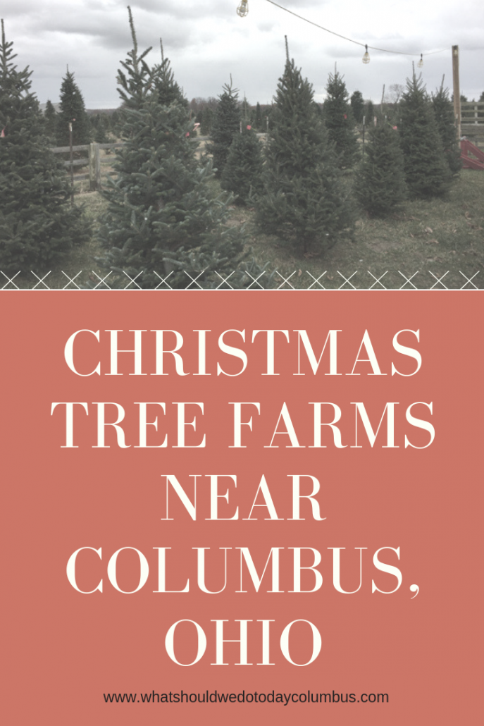 Christmas Tree Farms in Columbus and Beyond (2023)