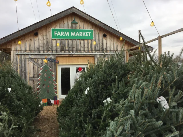 Christmas Trees at HTH Farm Market, Columbus, Ohio