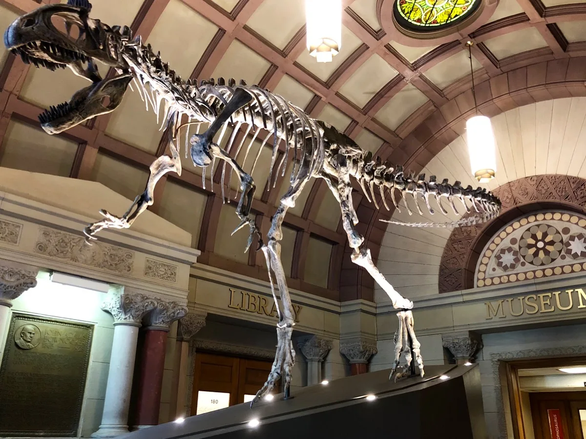 Dinosaur at Orton Geological Museum at Ohio State University.