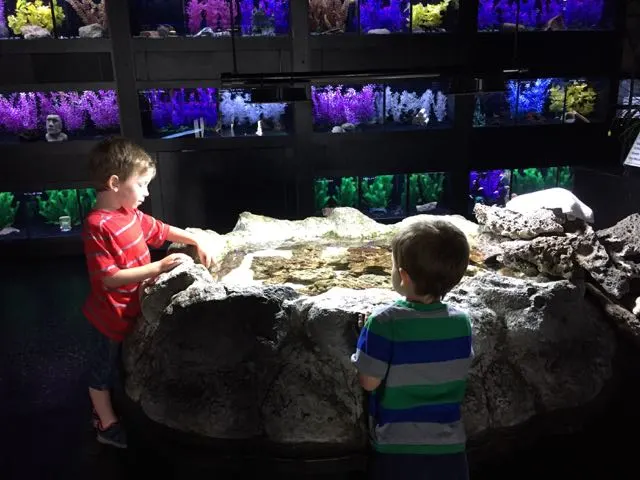 things to do with toddlers at Aquarium Adventure