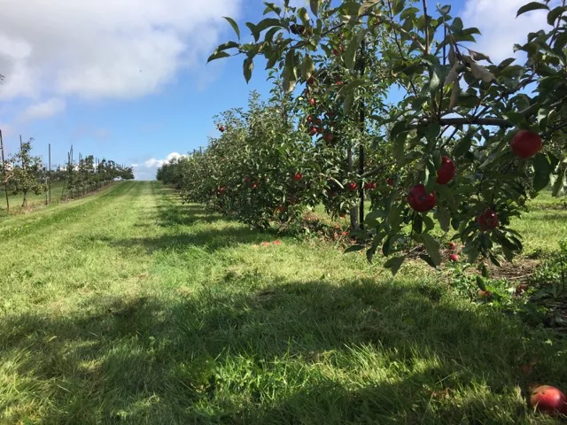 apple trees at Lynd Fruit Farm near Columbus, Ohio.