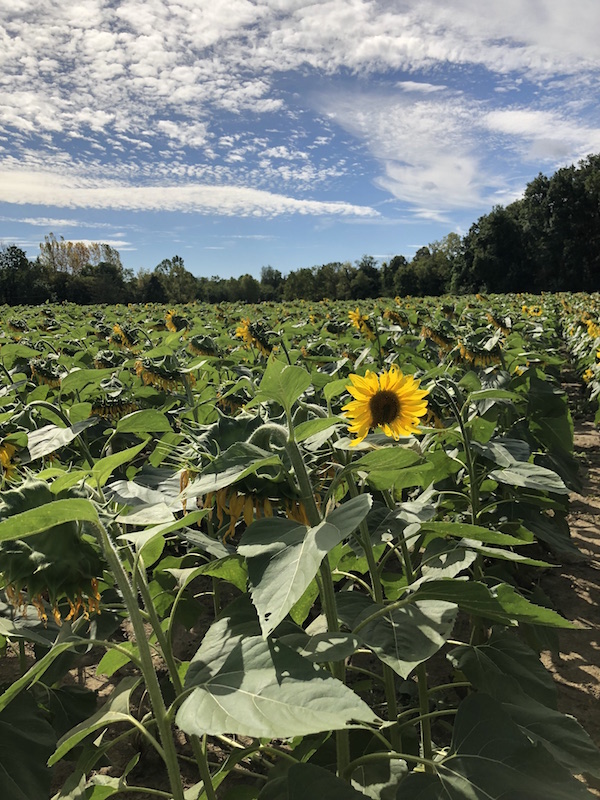 Sunflowers at Tecumseh Land Trust