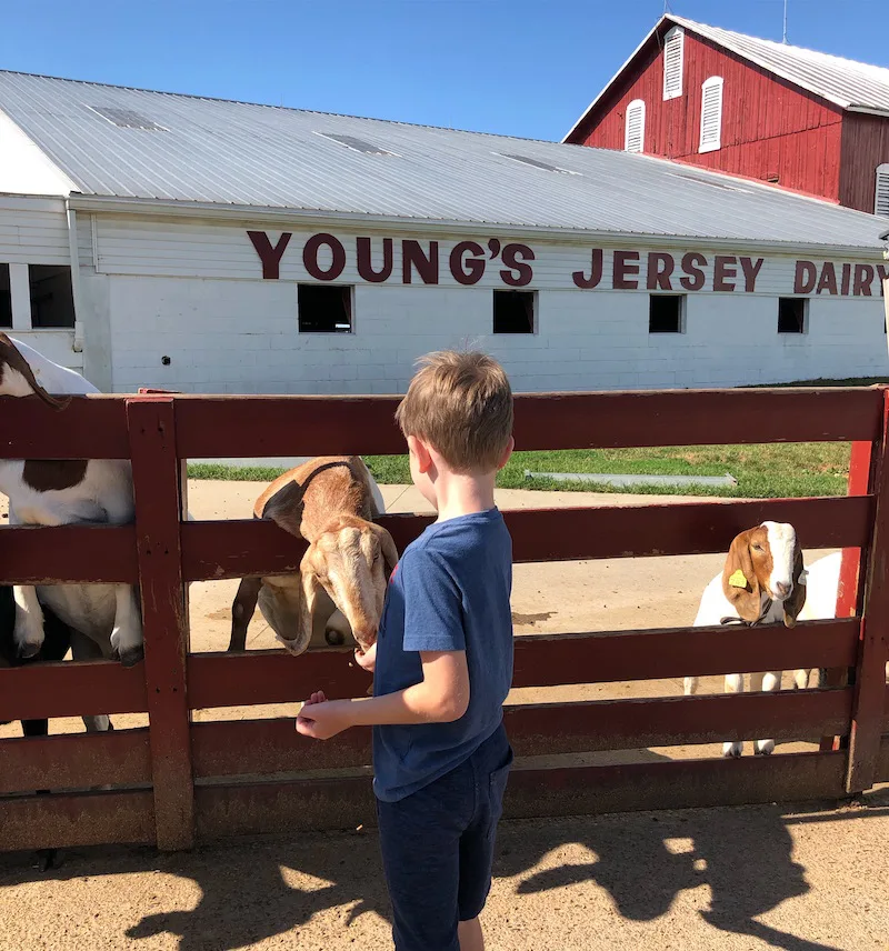boy feeding goats at Young's Jersey Dairy