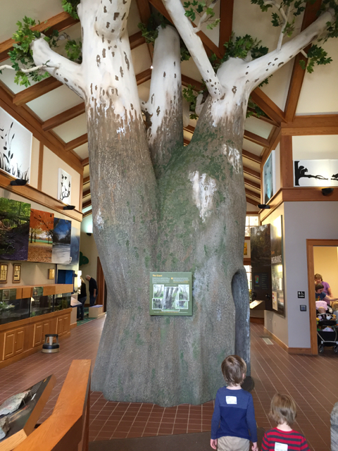 tree at Highbanks Metro Park Nature Center