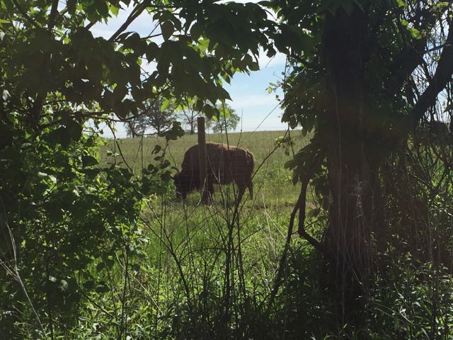 bison in the field at Battelle Darby metro Park, Columbus, Ohio