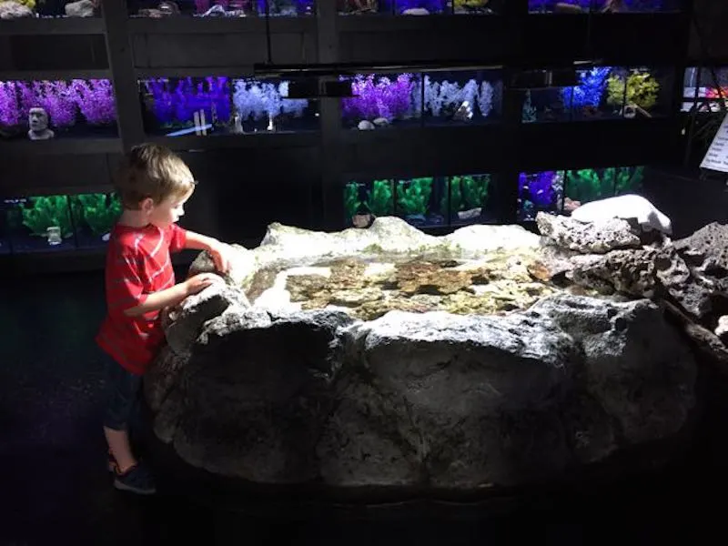 boy at Aquarium Adventure in Hilliard Ohio