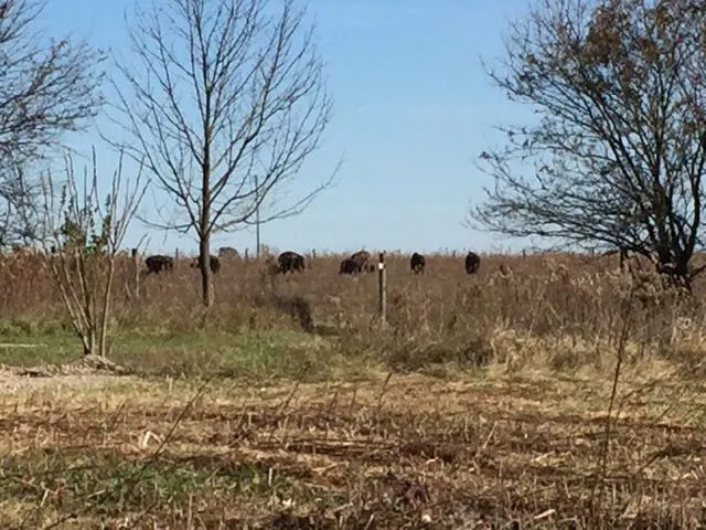 several bison in the field at Battelle Darby Creek Metro Park