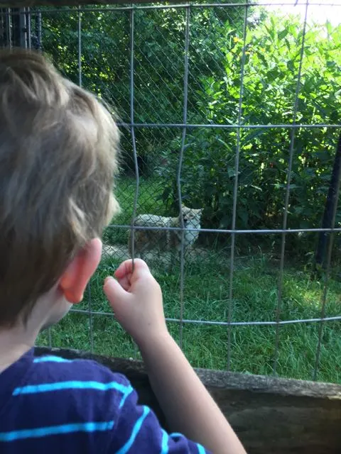boy looking at a Wolf at an outdoor animal enclosure at Ohio Wildlife Center