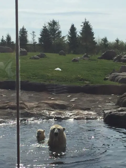 polar bears at the Columbus Zoo and Aquarium.