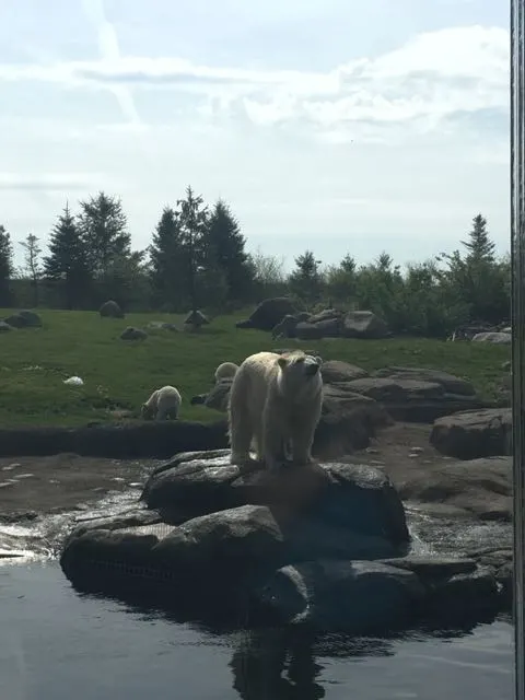polar bear standing on a rock at the Columbus Zoo