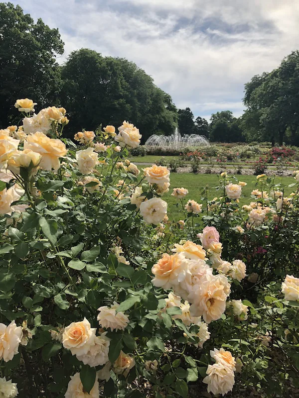 Peach Roses with a fountain in the background in the park.