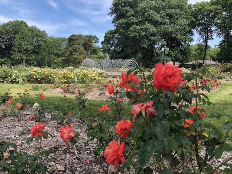 The Columbus Park of Roses is a Must See Destination for Summer