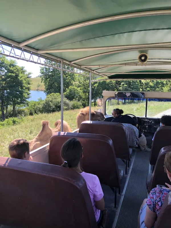 a camel coming up to the bus at the drive through safari at The Wilds in Ohio.